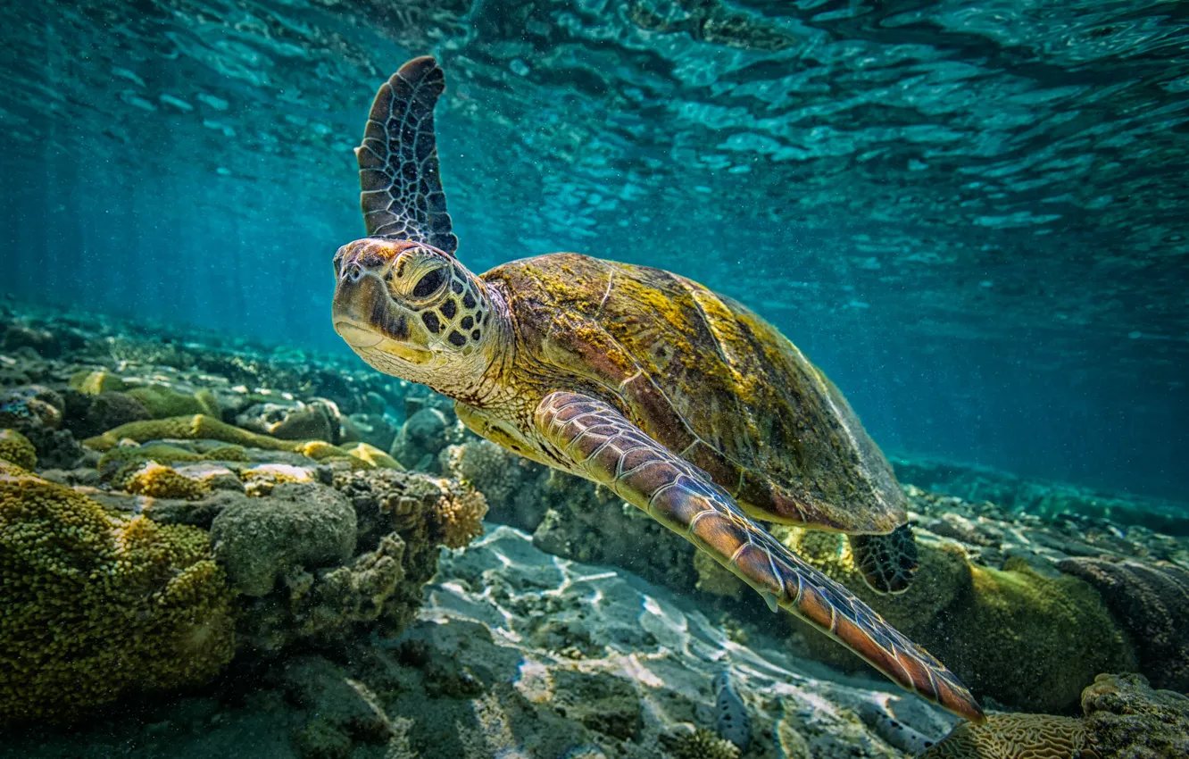 Wallpaper underwater, sea, sea turtle