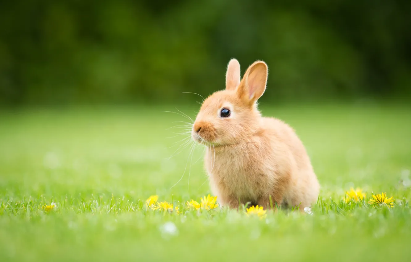 Photo wallpaper grass, glade, yellow, rabbit, baby, red, flowers, Bunny, rabbit, hare