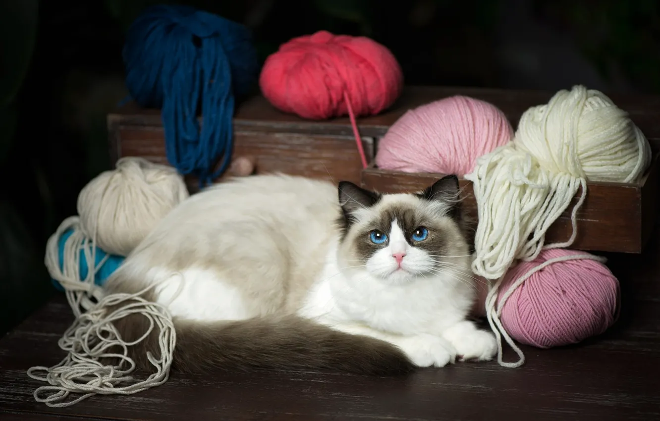 Photo wallpaper cat, cat, look, lies, box, blue eyes, thread, chest, balls, yarn, ragdoll