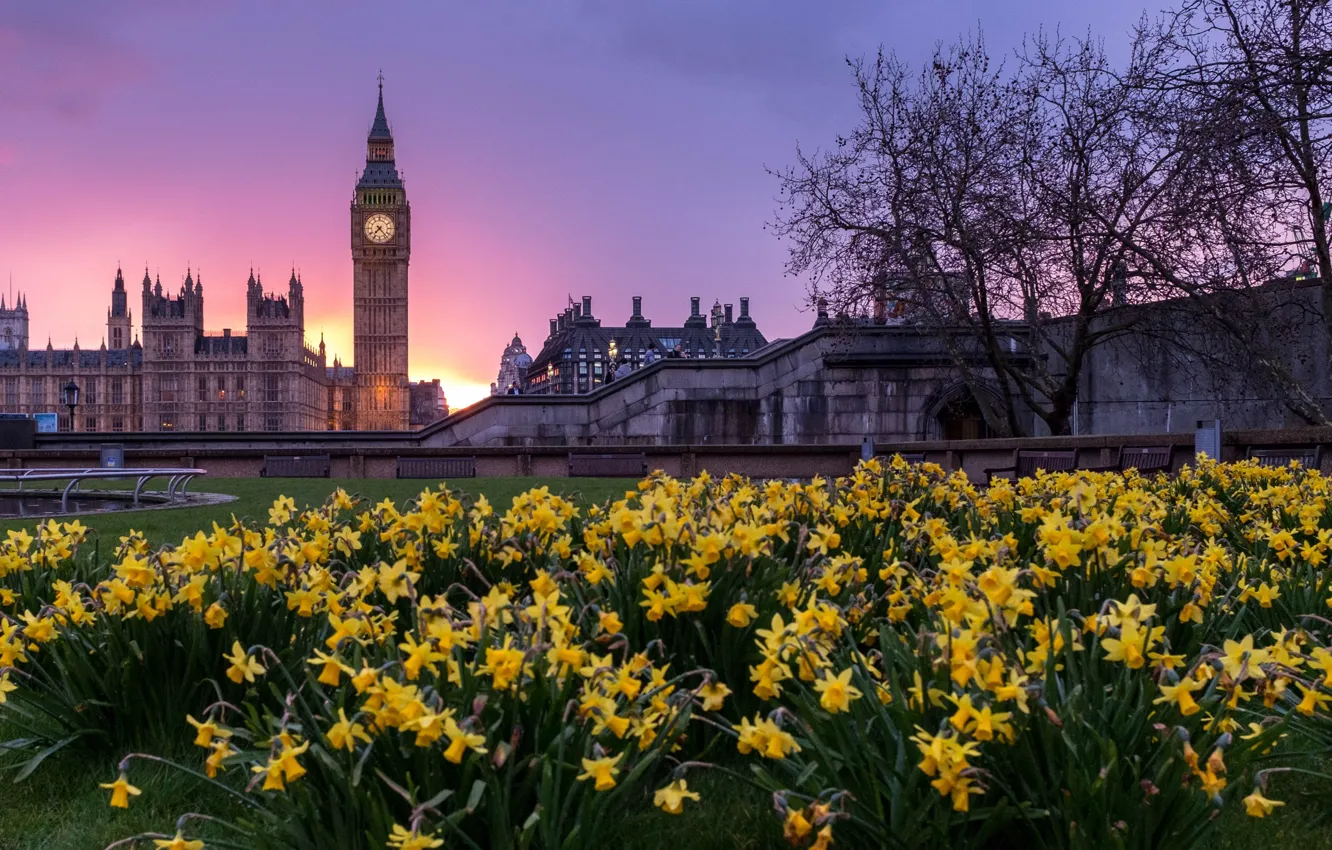 Photo wallpaper trees, flowers, the city, lawn, London, building, tower, spring, the evening, UK, Big Ben, daffodils, …