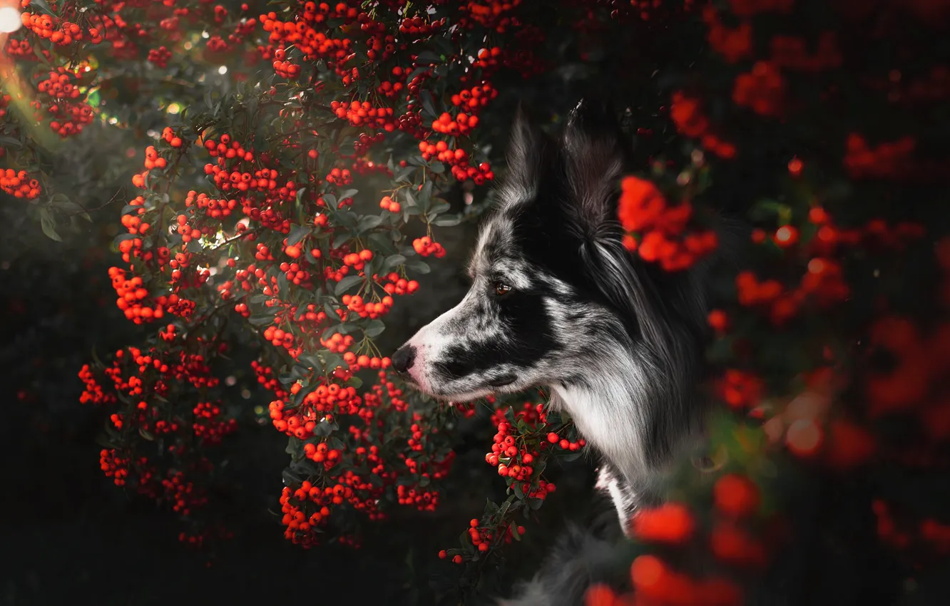 Photo wallpaper autumn, look, face, branches, berries, portrait, dog, fruit, red, profile, Rowan, the border collie