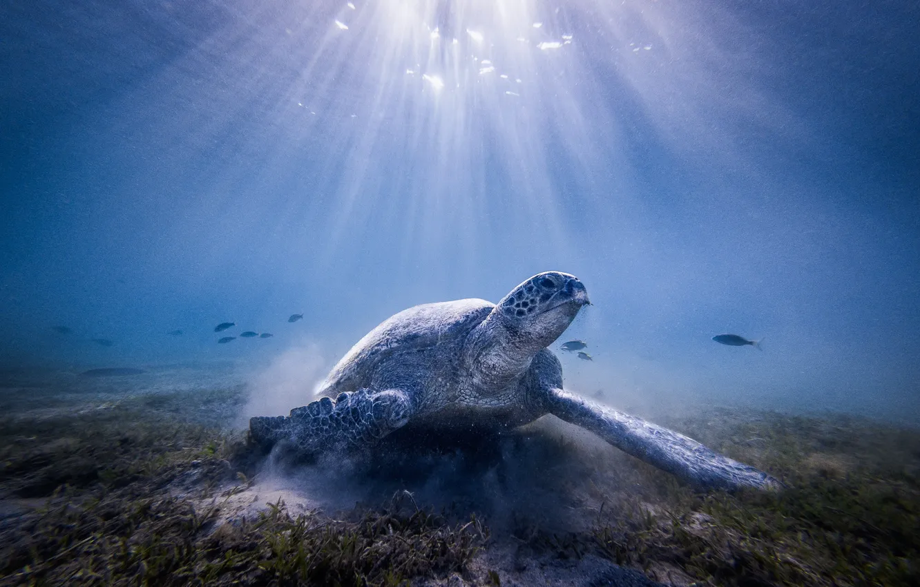Photo wallpaper sea, water, light, the ocean, turtle, under water