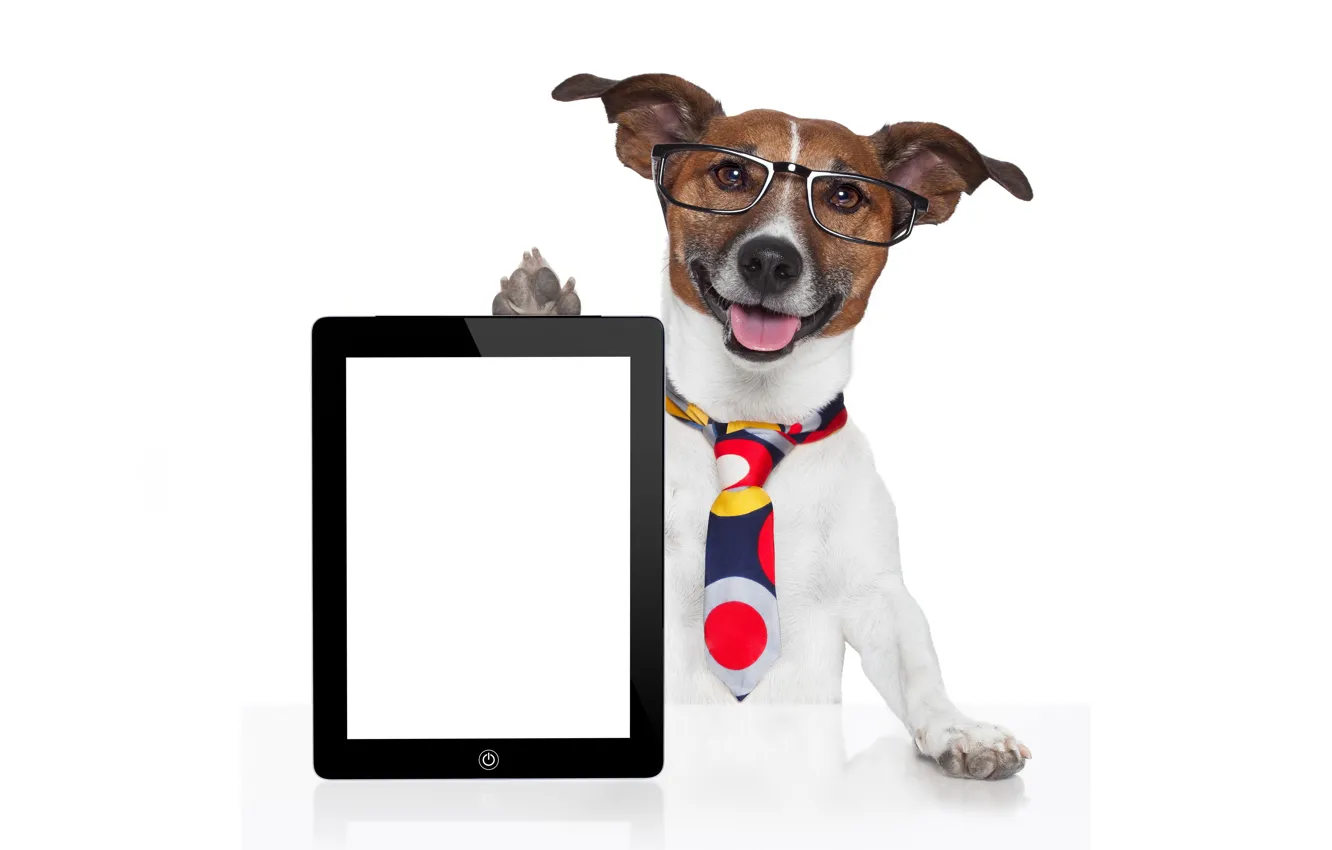 Photo wallpaper face, table, humor, paws, glasses, tie, white background, tablet, Jack Russell Terrier