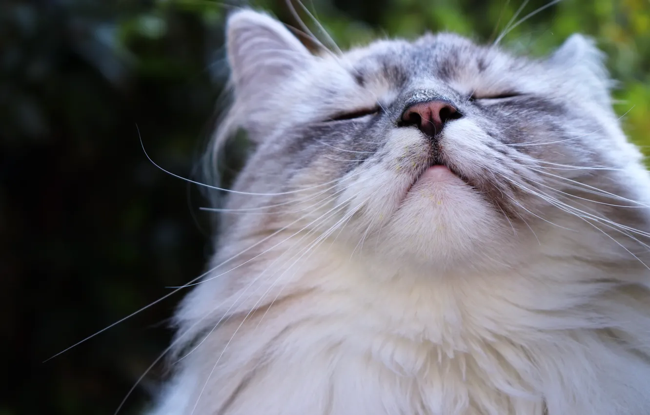 Photo wallpaper cat, fluffy, cat, довольная мордочка