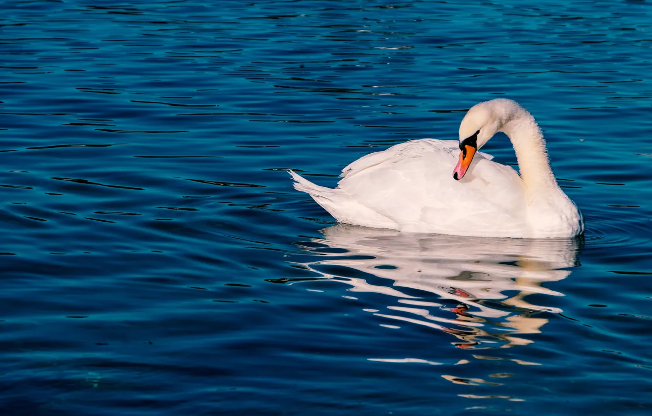 Wallpaper white, water, light, line, pose, reflection, bird, ruffle, Swan,  pond, blue background, swimming images for desktop, section животные -  download