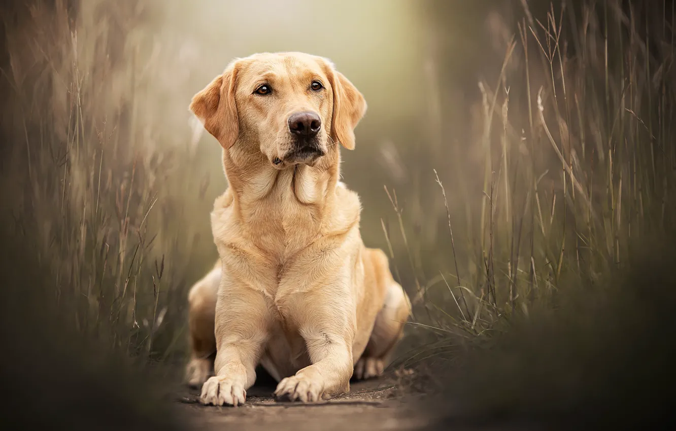 Wallpaper grass, portrait, dog, Labrador Retriever images for desktop,  section собаки - download