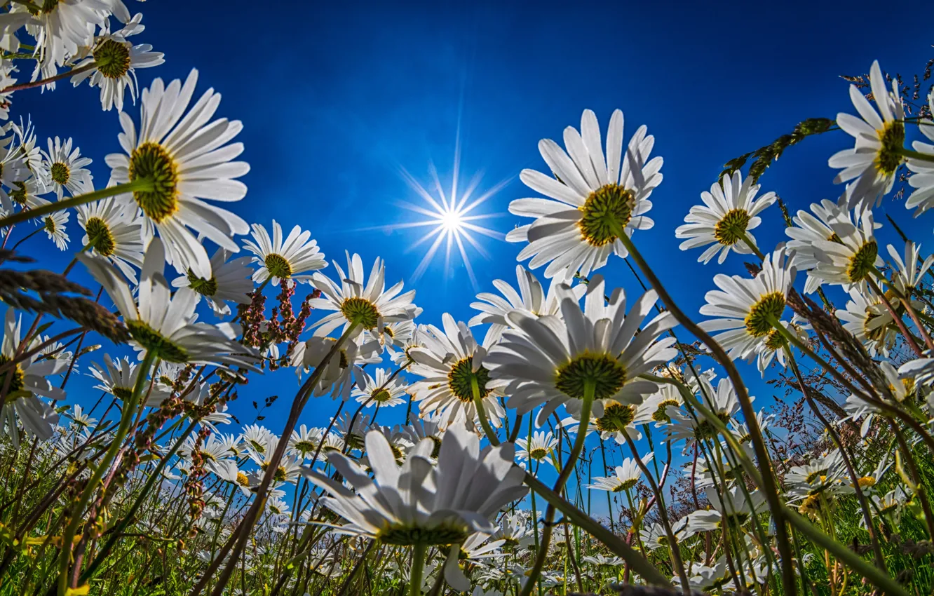 Photo wallpaper the sky, the sun, flowers, chamomile