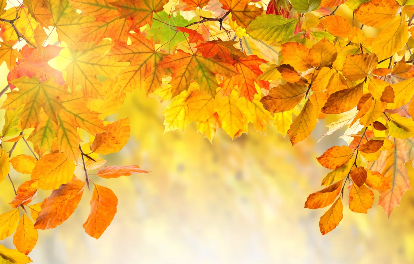 Photo wallpaper autumn, leaves, colorful, background, autumn, leaves, autumn
