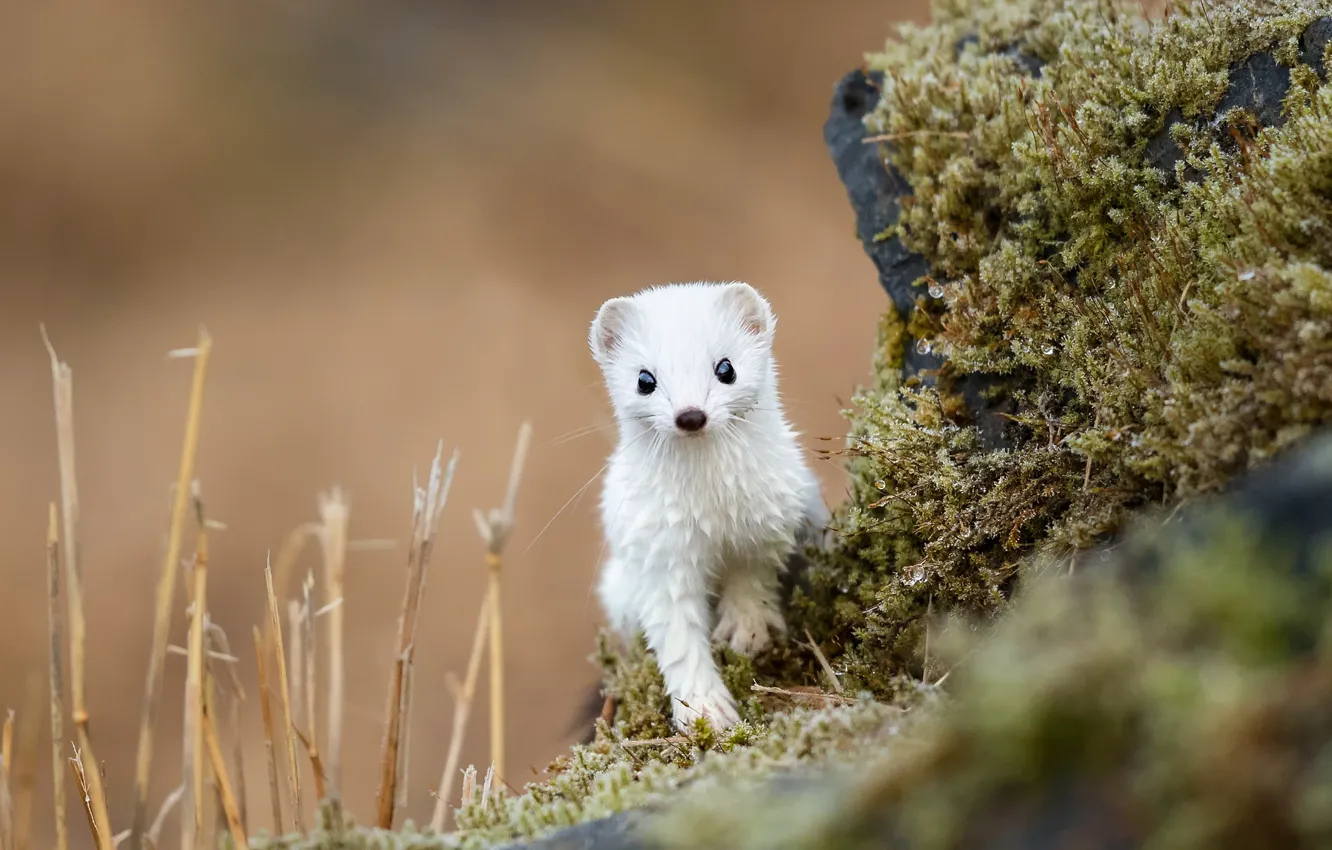 Wallpaper white, look, nature, pose, background, stone, moss, legs, muzzle,  animal, weasel, ermine images for desktop, section животные - download