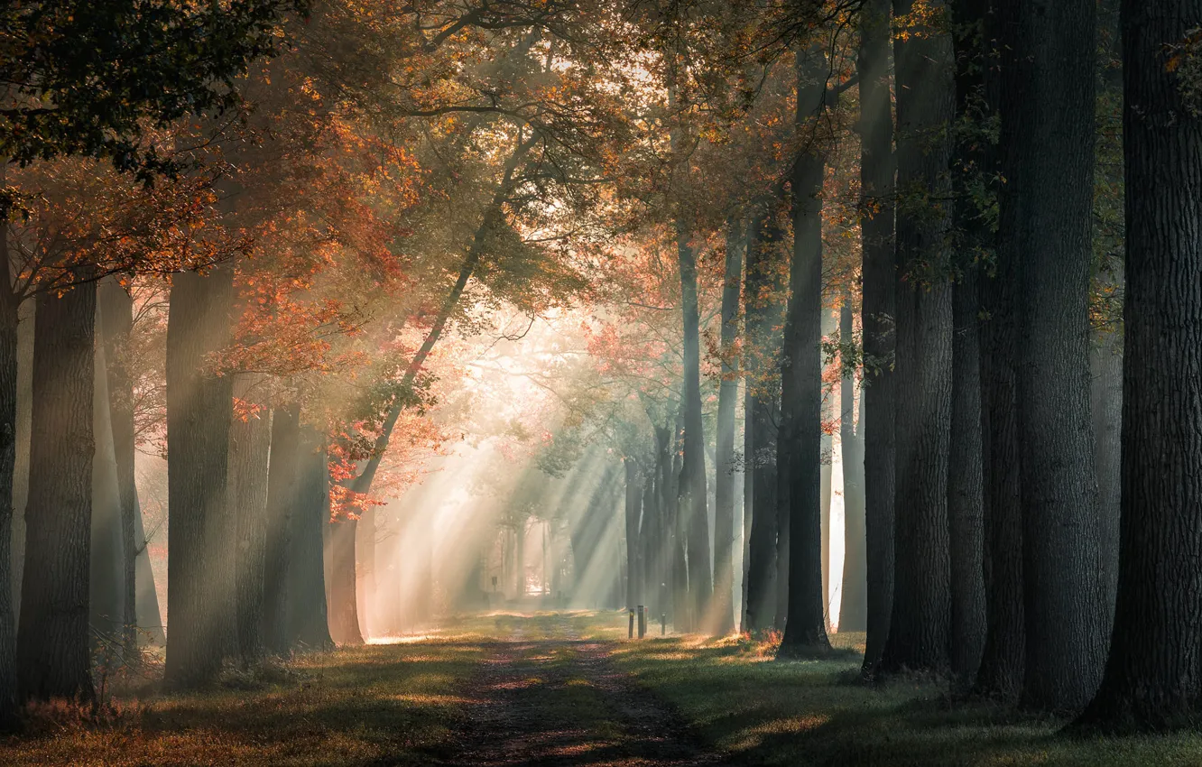 Photo wallpaper road, autumn, forest, the sun, rays, light, trees, fog, Park, trunks, foliage, morning, haze, alley