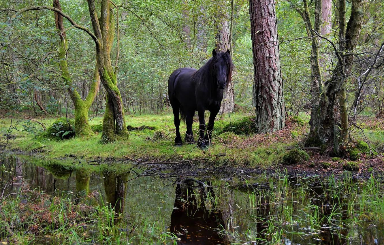 Photo wallpaper greens, forest, trees, nature, Park, reflection, stream, horse, horse, pond, crow, pond