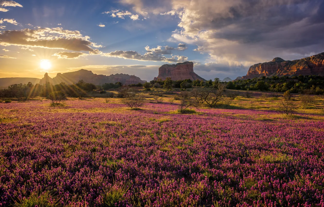 Photo wallpaper field, the sun, mountains, rocks, morning, AZ, clover, USA, Sedona