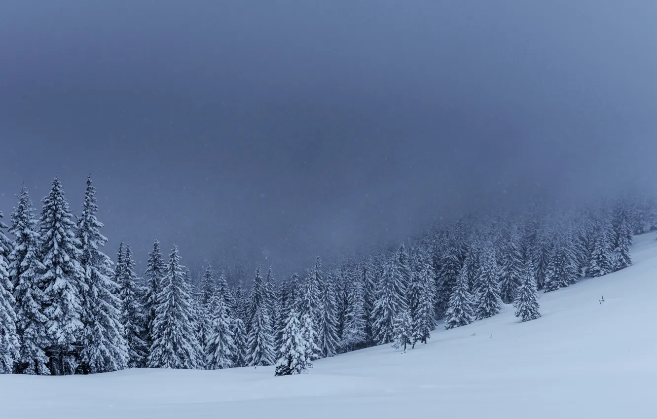 Photo wallpaper winter, snow, trees, landscape, tree, forest, landscape, winter, snow, fir trees