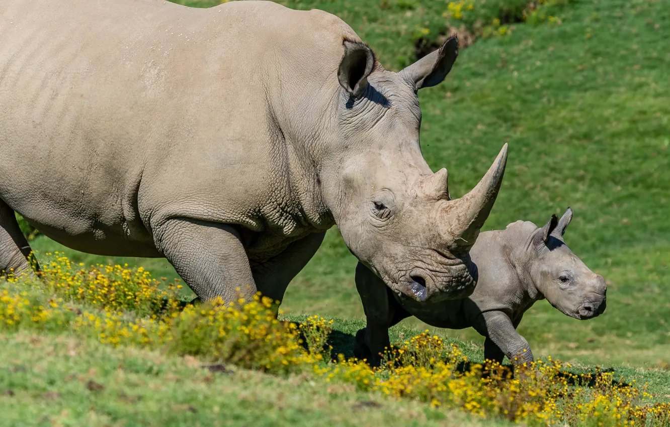 nature, baby, pair, Rhino, cub