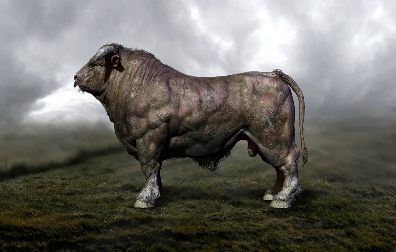 Wallpaper Bull, Male, Muscles, Artiodactyls images for desktop, section  животные - download