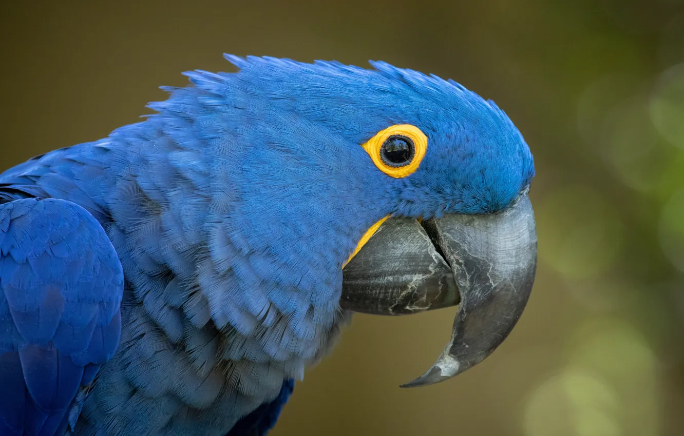 Wallpaper blue, bird, portrait, parrot, Ara, hyacinth macaw images for  desktop, section животные - download