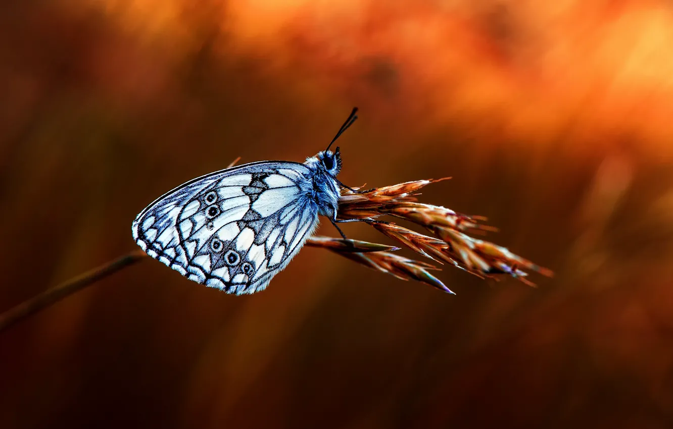 Photo wallpaper butterfly, branch, bokeh