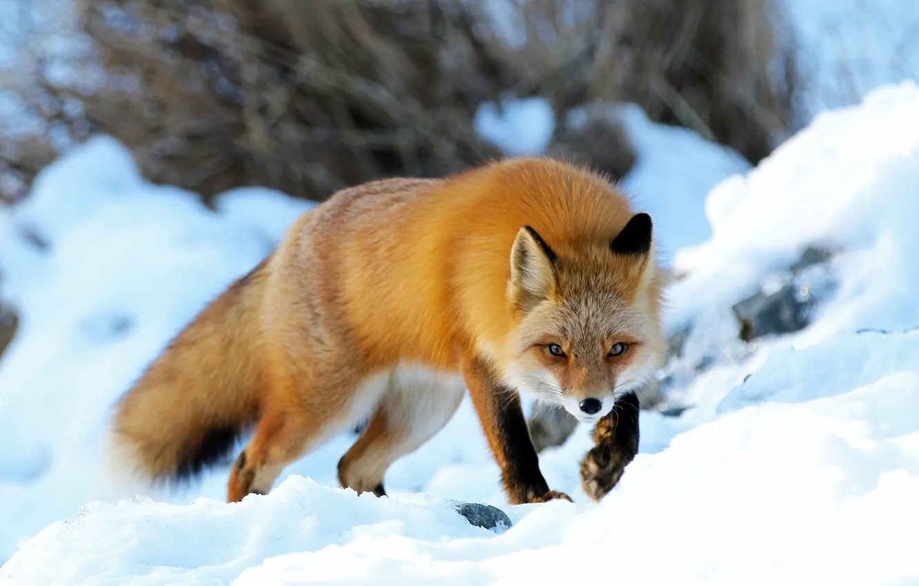 Wallpaper winter, snow, nature, animal, Alaska, Fox, Fox images for  desktop, section животные - download