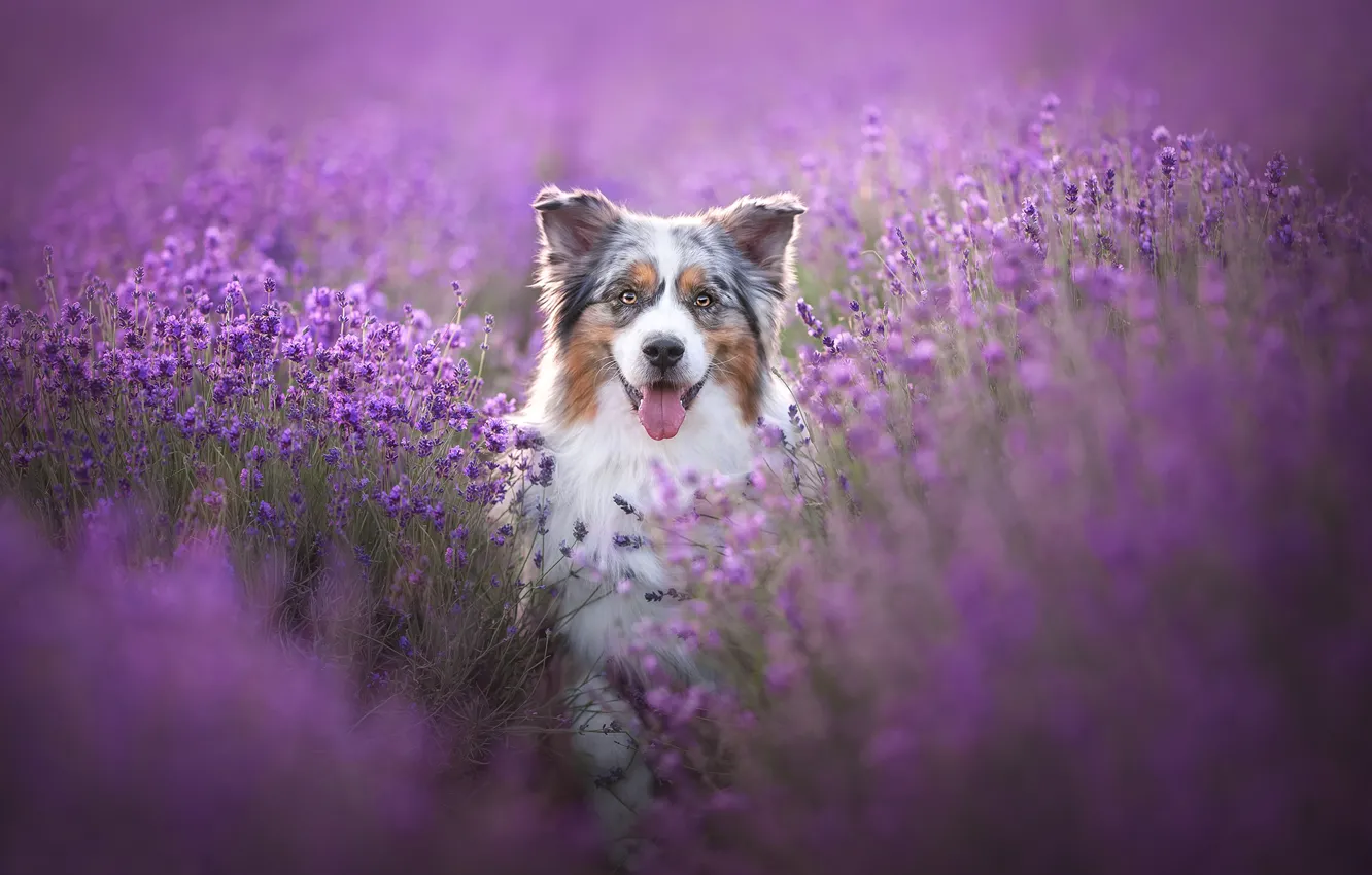 Photo wallpaper language, look, face, flowers, dog, lavender, Australian shepherd, Aussie