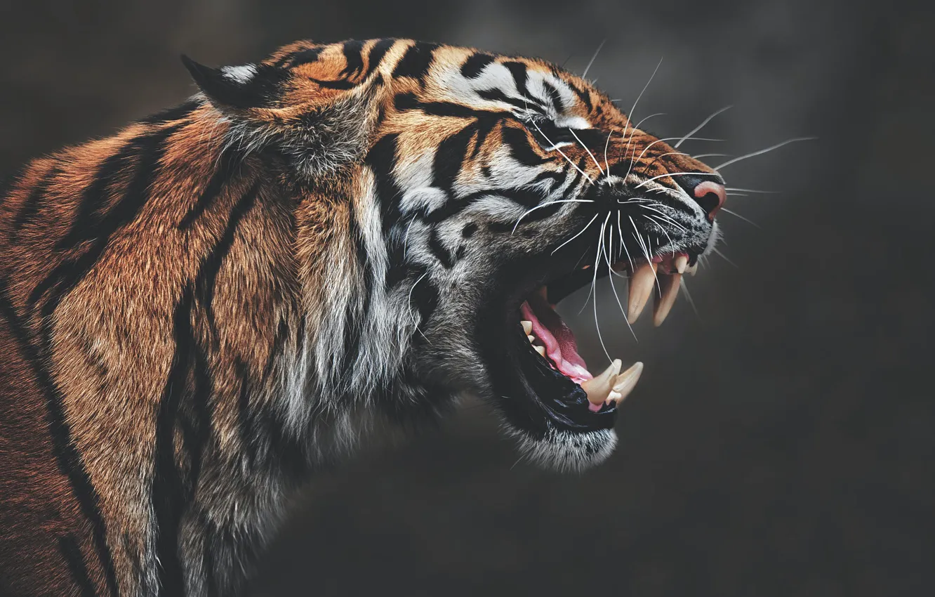 Wallpaper face, tiger, the dark background, mouth, fangs, profile,  aggression, roar images for desktop, section кошки - download