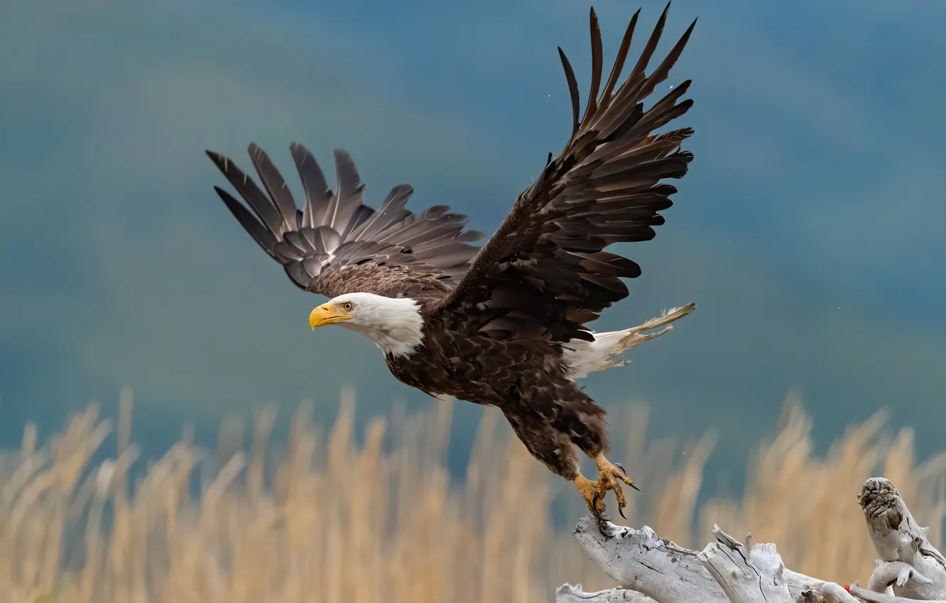 Photo wallpaper bird, wings, snag, stroke, the rise, bokeh, Bald eagle