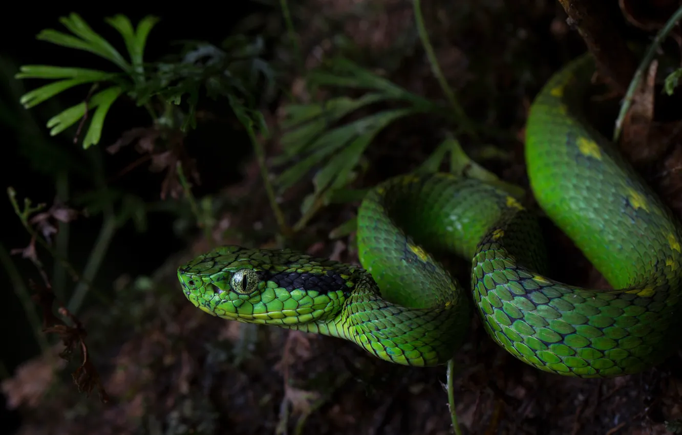 Wallpaper greens, nature, the dark background, snake, green, reptile images  for desktop, section животные - download