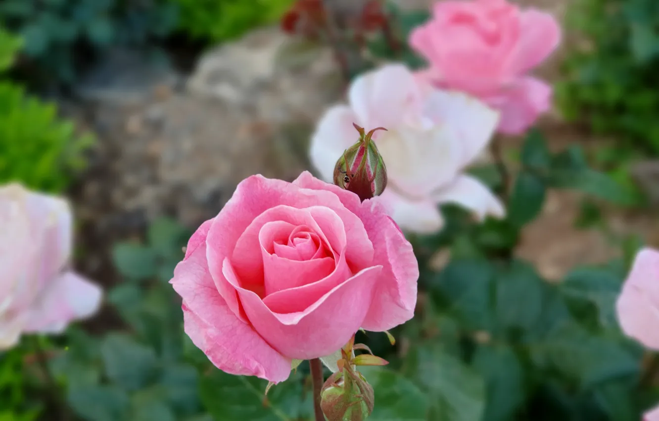 Wallpaper rose, garden, israel images for desktop, section цветы - download