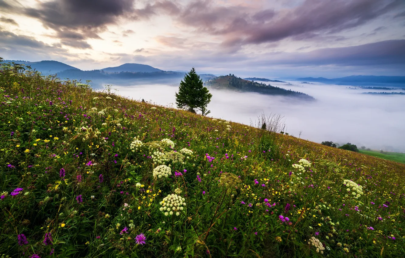 Photo wallpaper clouds, landscape, flowers, mountains, nature, fog, tree, morning, slope, grass, Carpathians