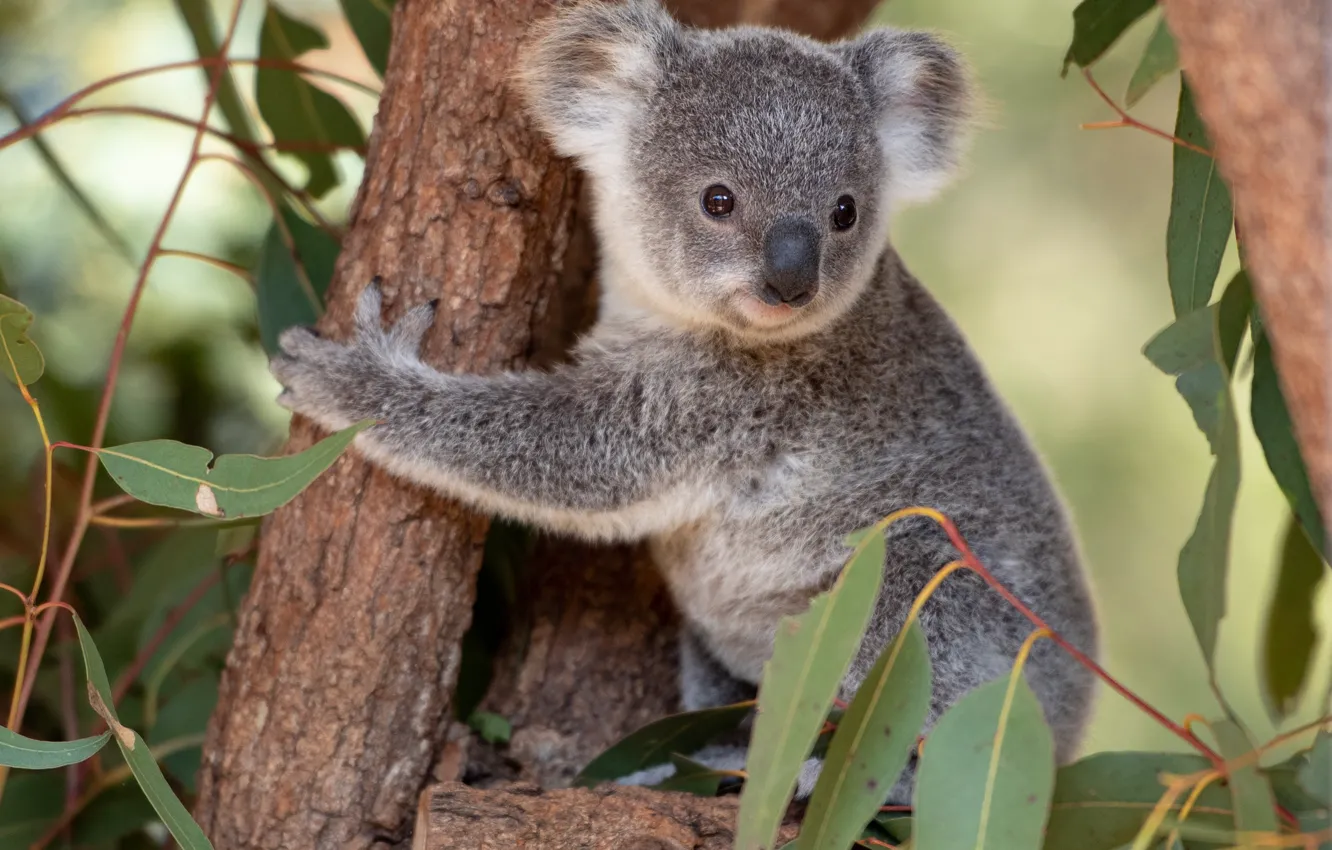Wallpaper look, leaves, nature, pose, tree, baby, face, cub, Koala images  for desktop, section животные - download