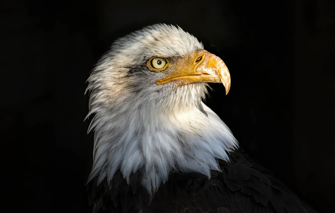 Wallpaper portrait, eagle, bald eagle images for desktop, section животные  - download