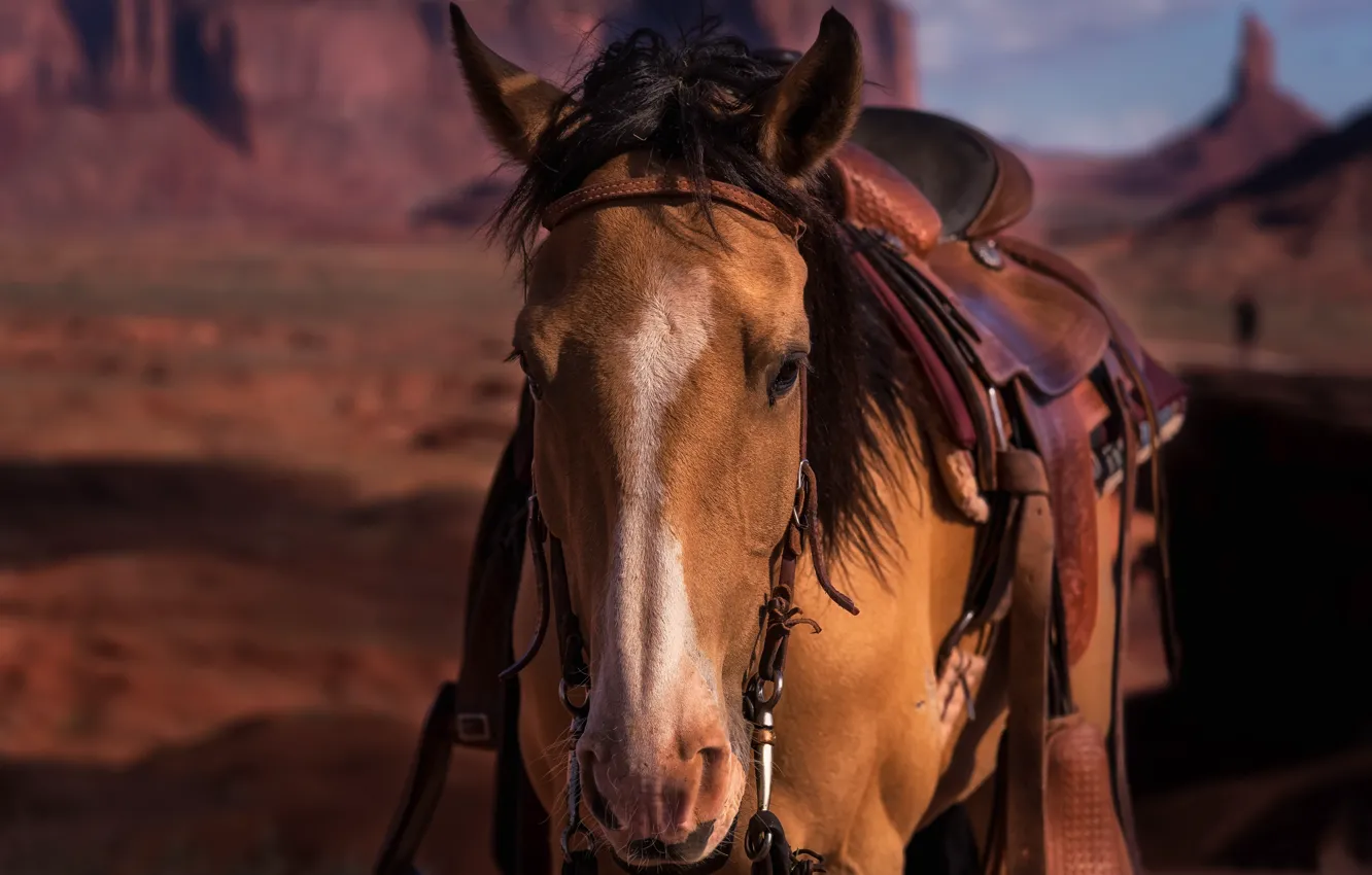 Photo wallpaper face, horse, horse, saddle