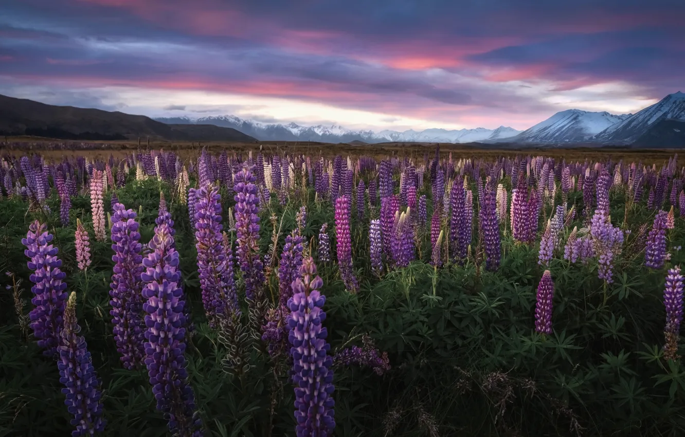 Photo wallpaper flowers, mountains, New Zealand, meadow, New Zealand, Lake Tekapo, lupins, Southern Alps, Southern Alps, Tekapo