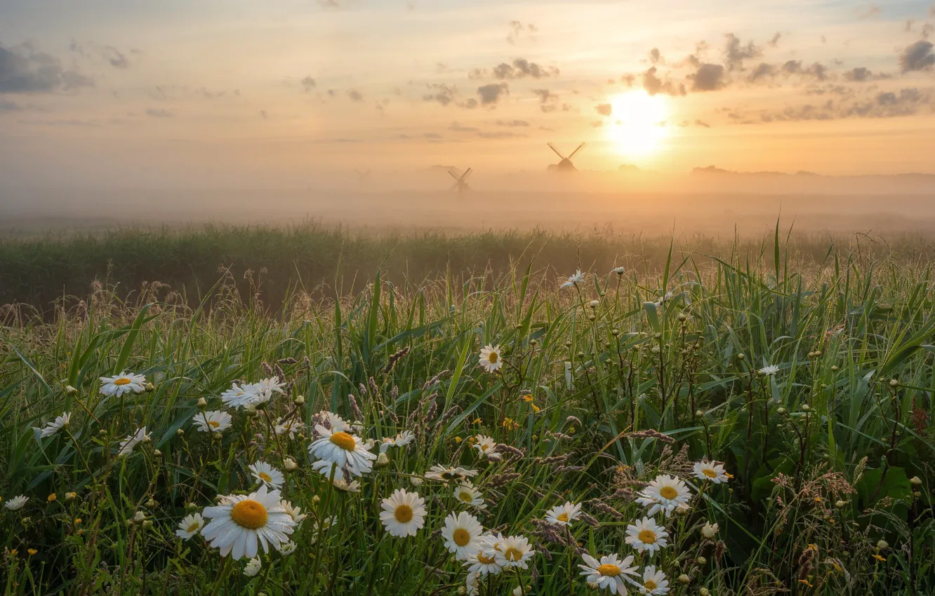 Photo wallpaper grass, flowers, fog, sunrise, dawn, chamomile, morning, meadow, Netherlands