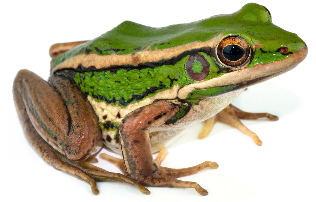 Wallpaper frog, white background, wet, cold-blooded animal, green frog  images for desktop, section животные - download