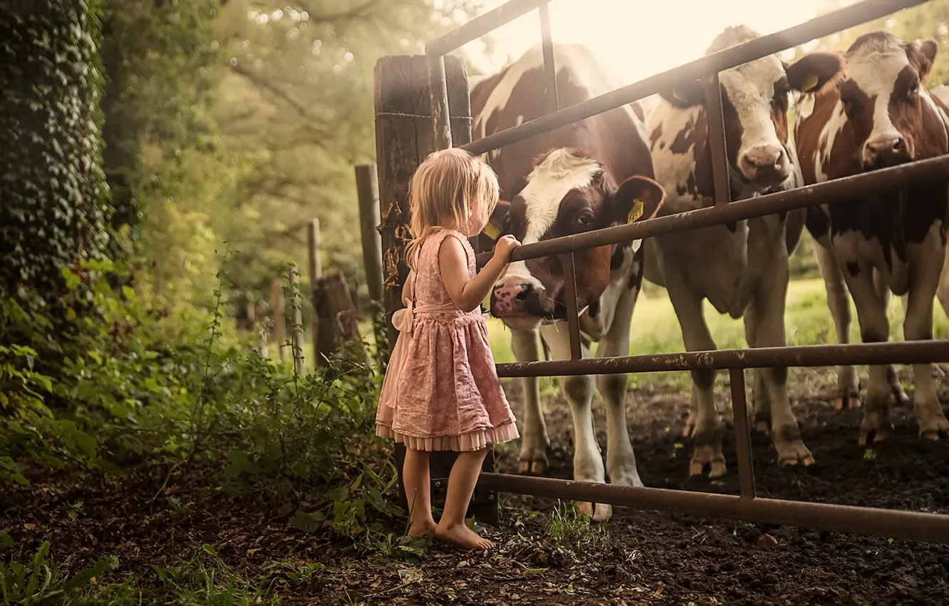 Photo wallpaper the fence, cows, girl, cattle