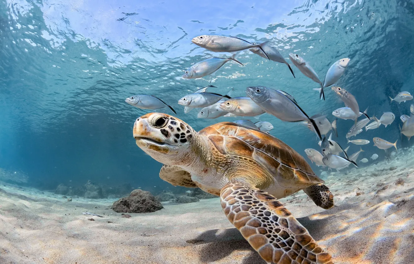 Photo wallpaper sea, fish, the ocean, turtle, under water