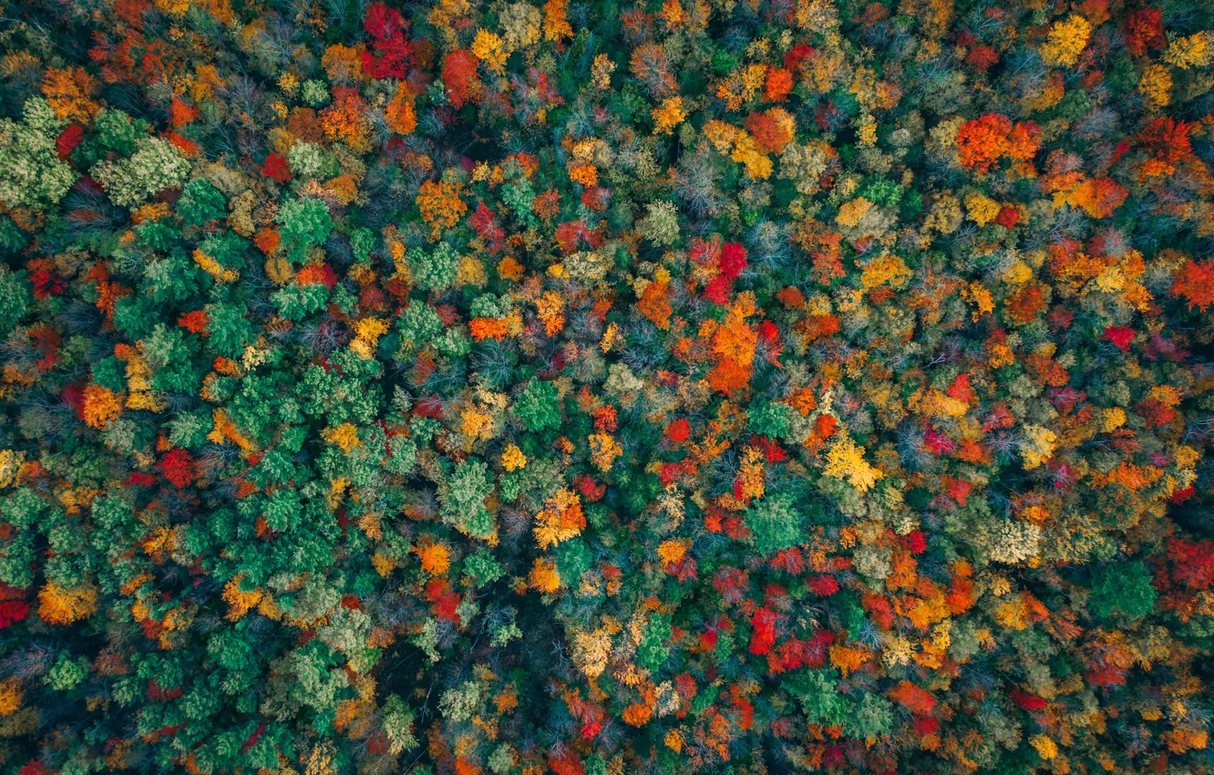 Photo wallpaper autumn, forest, trees, paint
