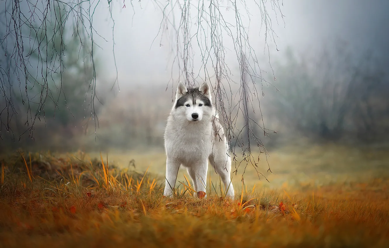 nature, fog, dog, husky, Siberian husky