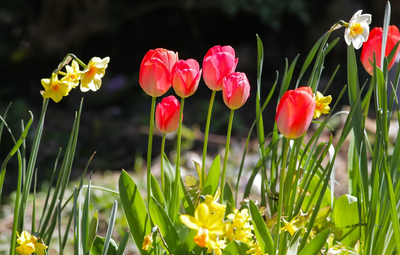 Wallpaper spring, tulips, red, flowerbed, daffodils images for desktop ...