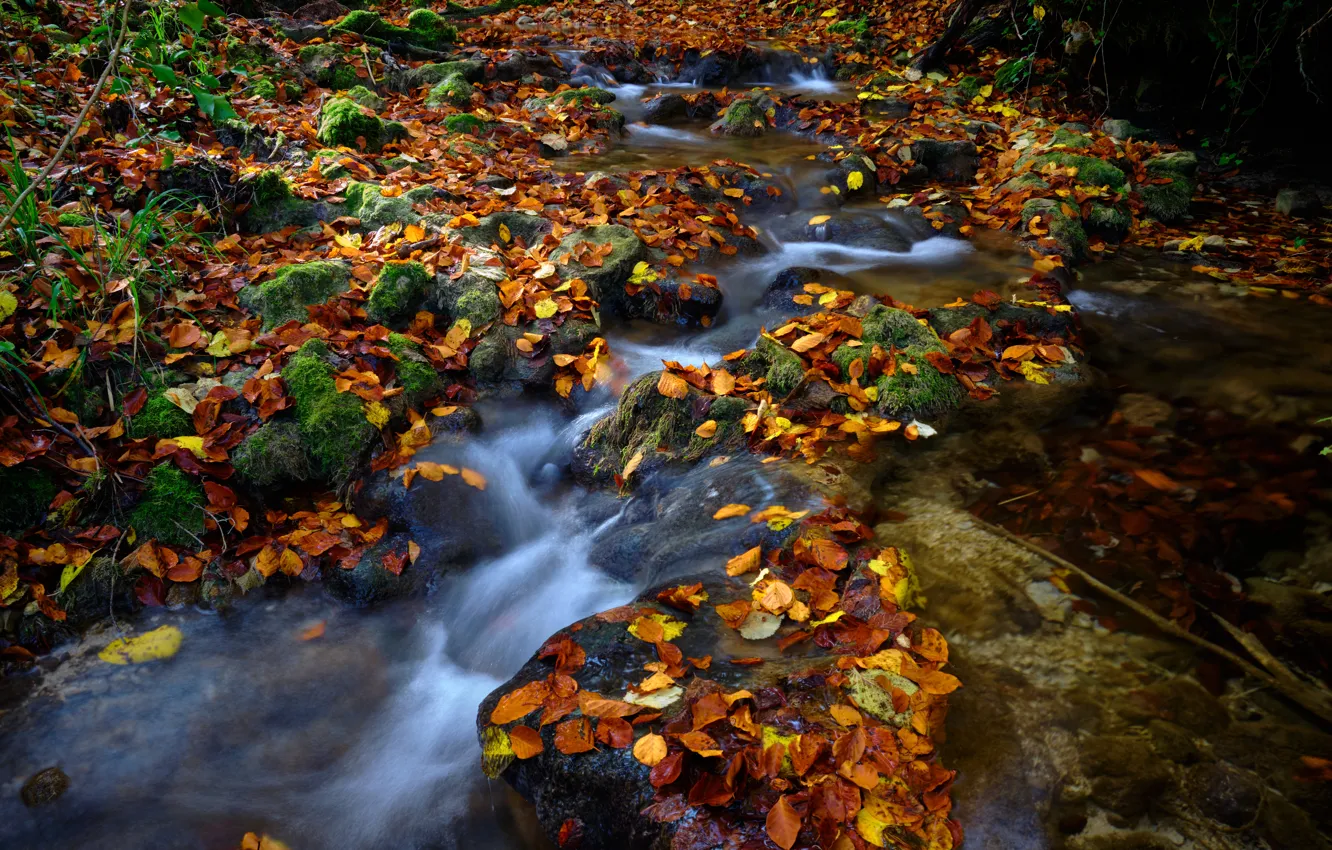 Photo wallpaper autumn, stream, stones, foliage, autumn leaves