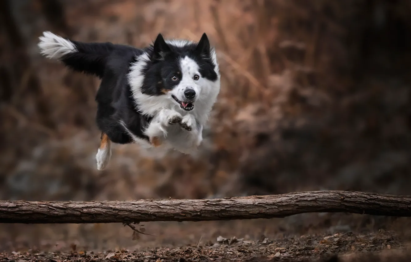 Photo wallpaper jump, dog, bokeh, The border collie