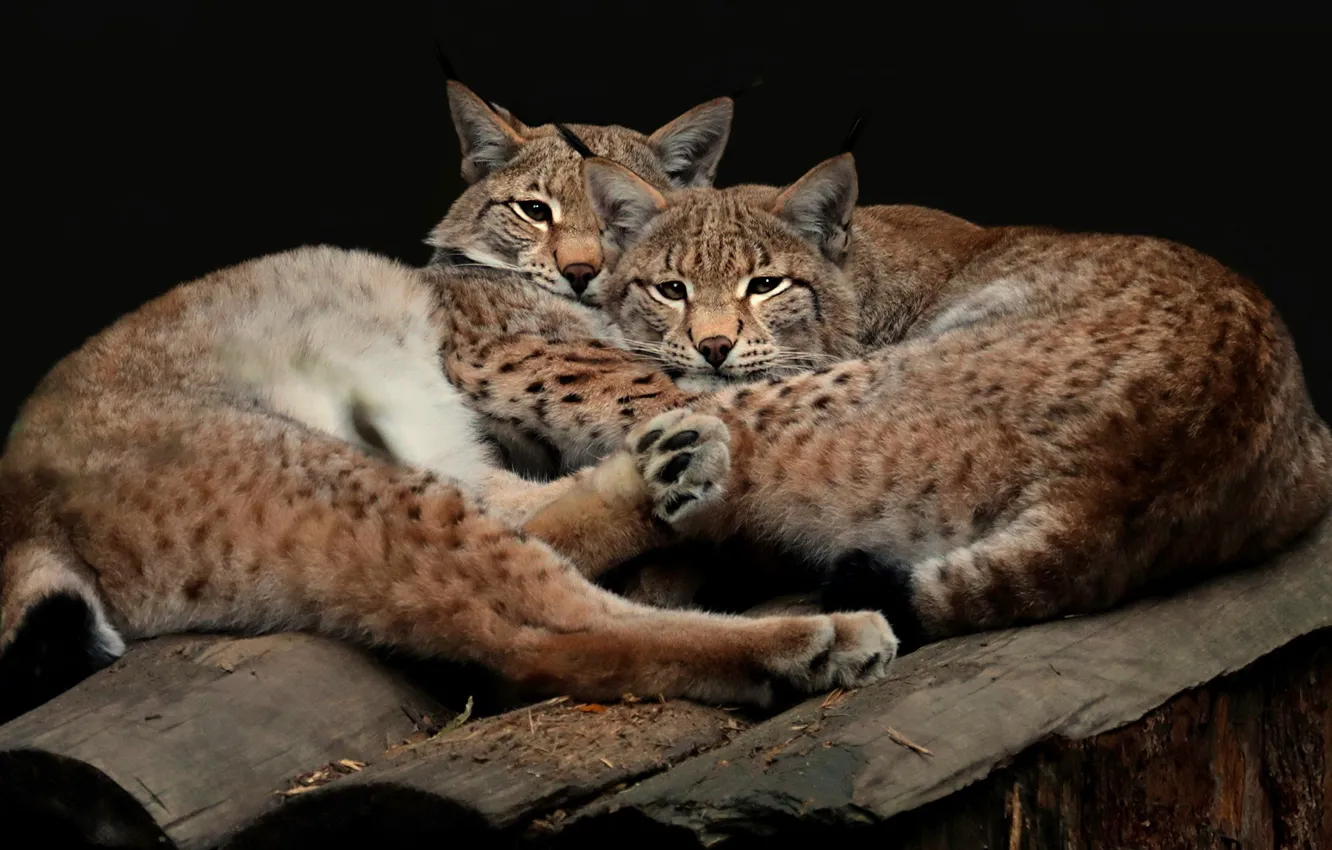 Photo wallpaper look, pose, the dark background, together, two, pair, wild cats, lynx, a couple, Duo, lynx, …