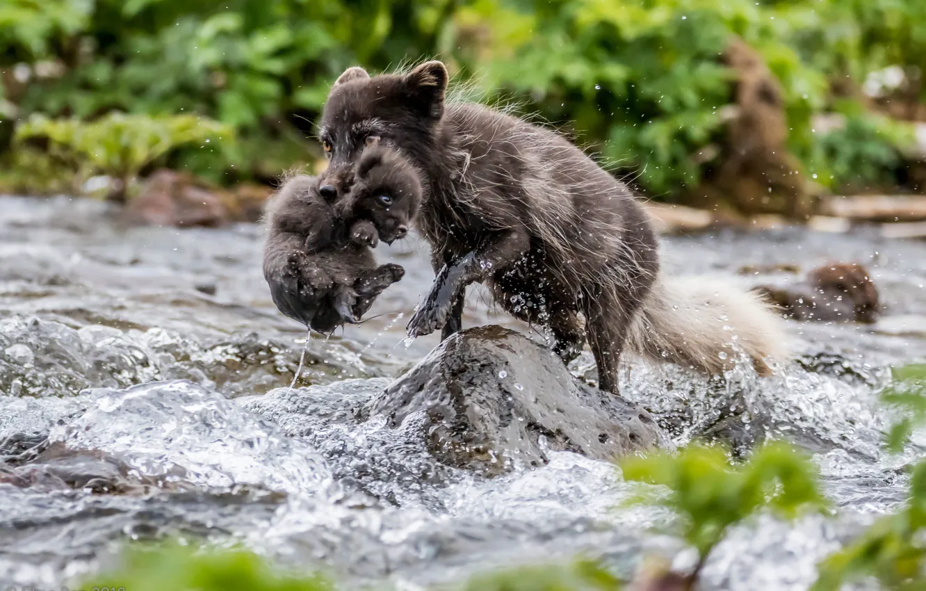 Photo wallpaper river, cub, Fox, Arctic Fox
