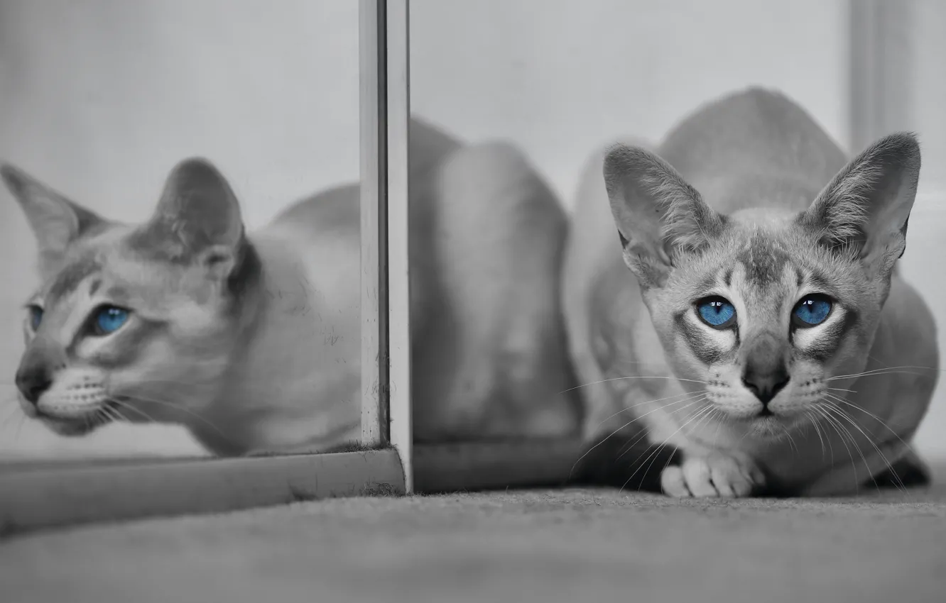 Photo wallpaper cat, cat, look, reflection, muzzle, blue eyes, monochrome, Oriental cat, Oriental