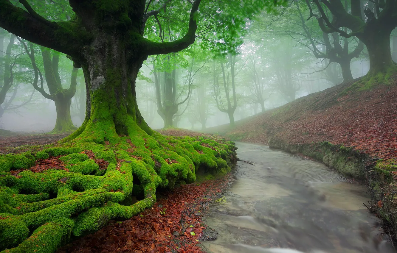 Photo wallpaper forest, river, landscape, nature, Mist, fall, moss, long exposure, trres