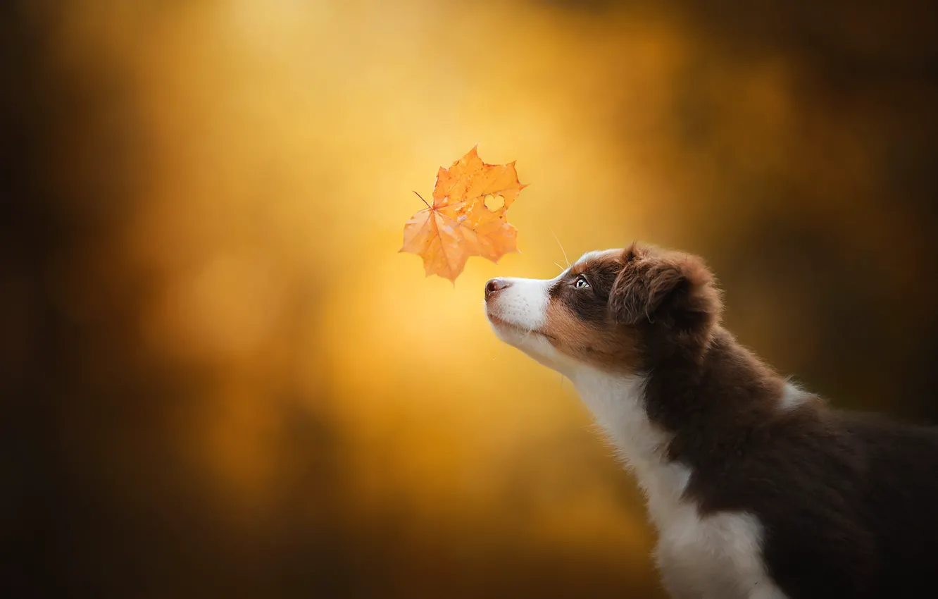Photo wallpaper autumn, background, dog, puppy, profile, face, maple leaf, bokeh, Miniature Australian shepherd, Mini Aussie