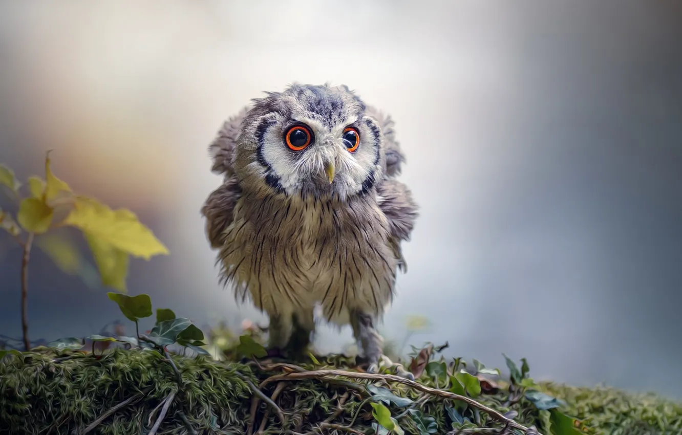 Photo wallpaper eyes, owl, bird, beak, owlet