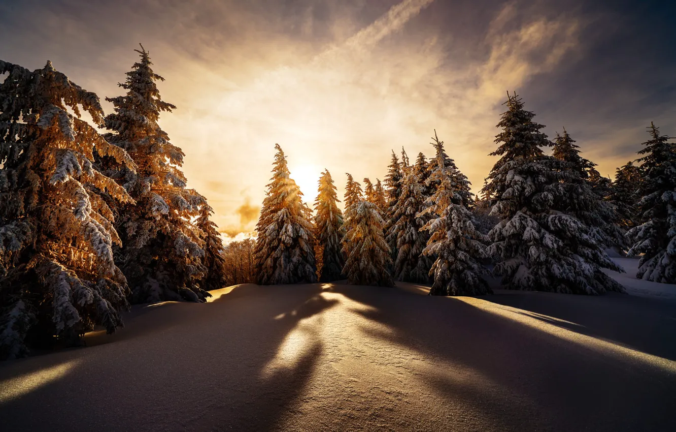 Photo wallpaper winter, snow, trees, landscape, sunset, nature, ate, shadows, Robert Didierjean