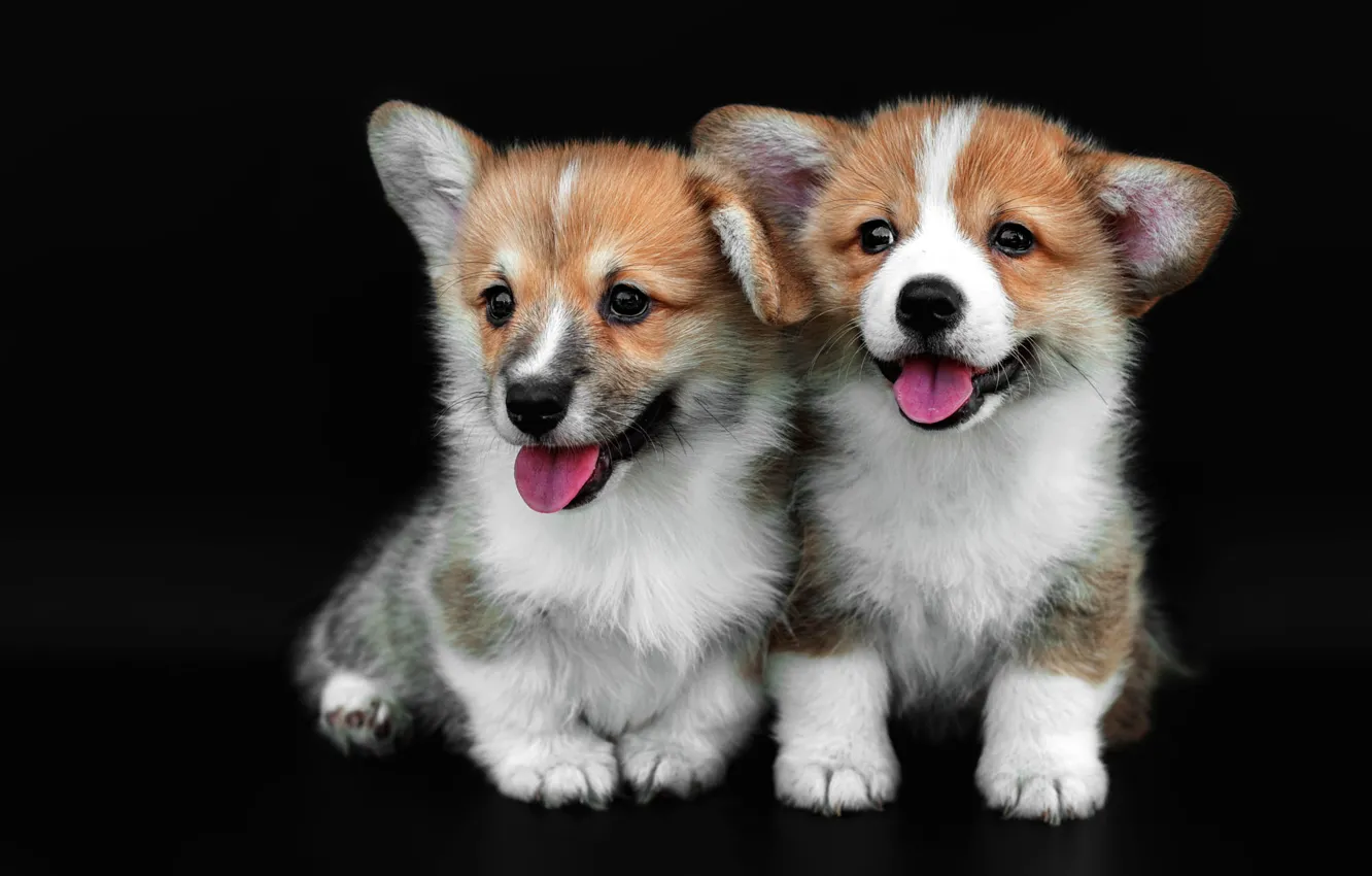 Wallpaper dogs, dog, puppies, puppy, black background, a couple, two, two  dogs, cute, faces, Corgi, Welsh Corgi, two puppies images for desktop,  section собаки - download