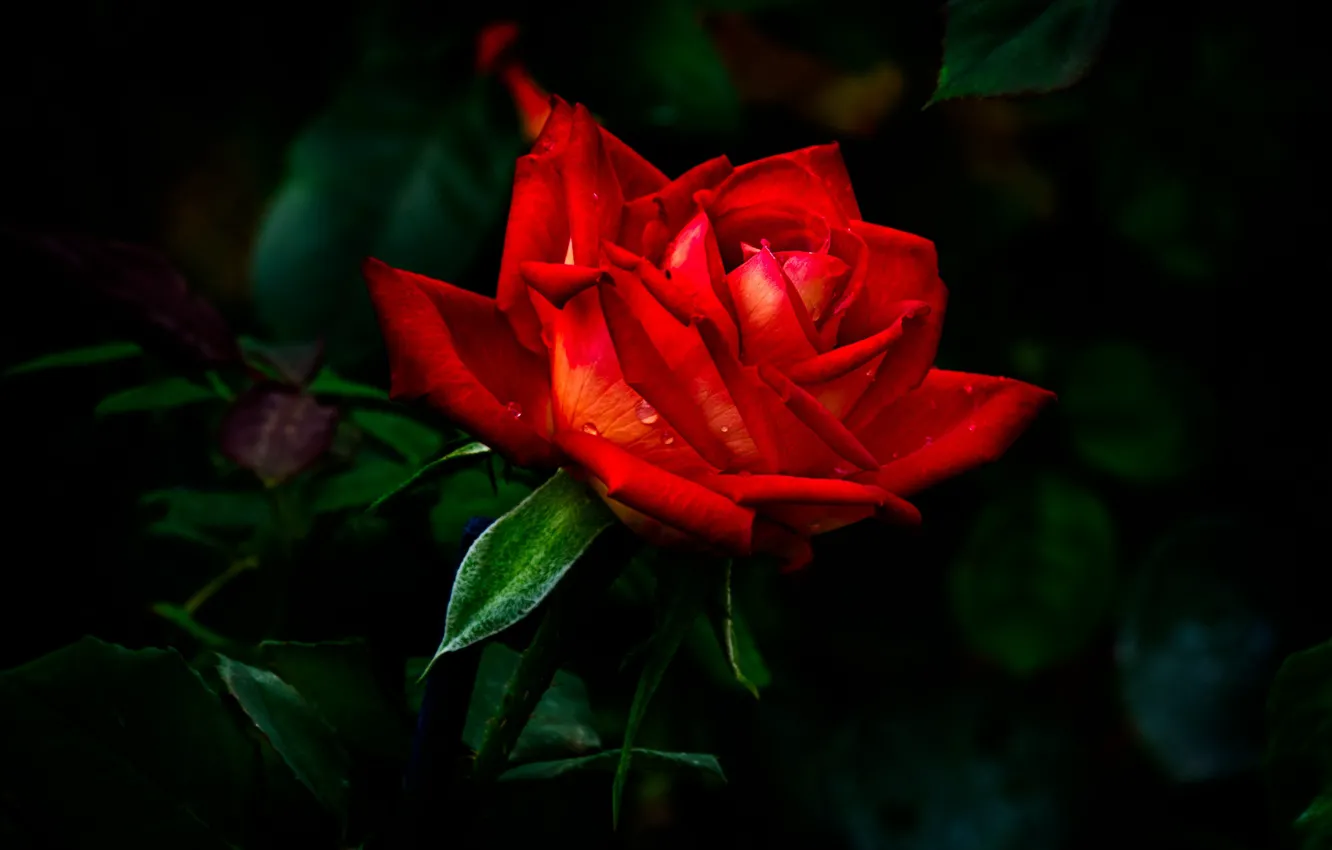 Photo wallpaper leaves, the dark background, rose, red